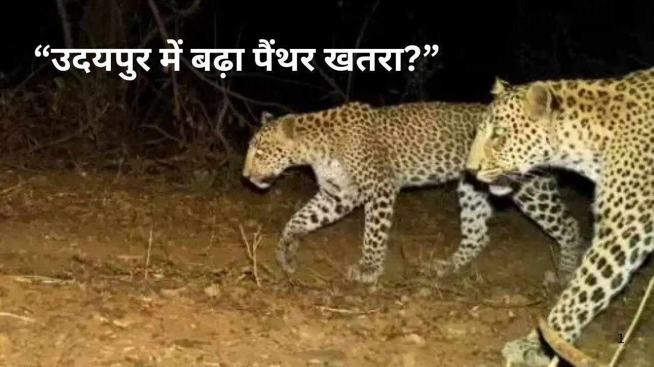 Environmental experts and forest officials discussing biodiversity conservation and rising leopard population concerns during a seminar in Udaipur