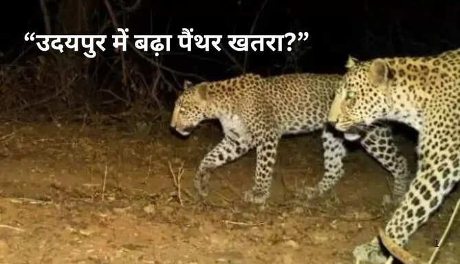 Environmental experts and forest officials discussing biodiversity conservation and rising leopard population concerns during a seminar in Udaipur
