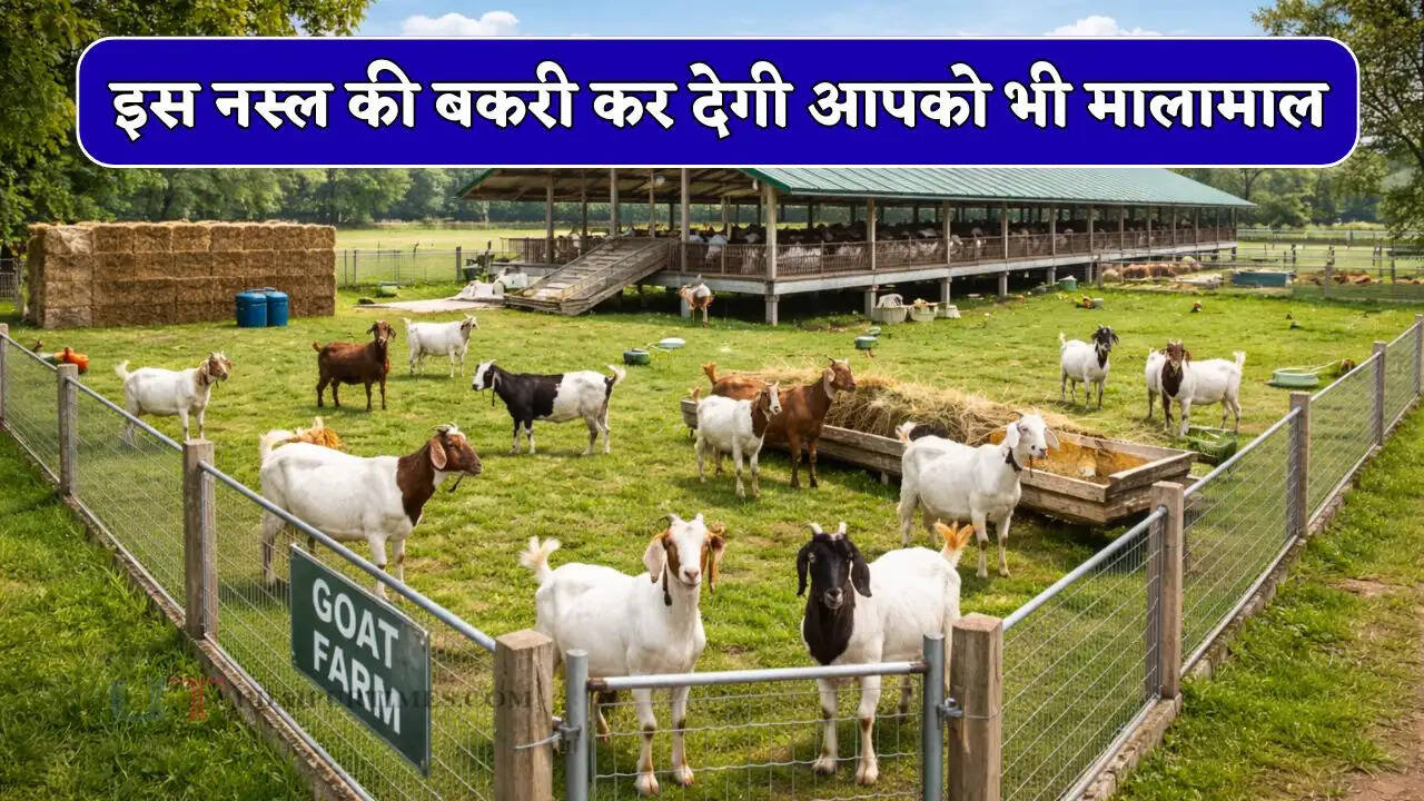 इस नस्ल की बकरी कर देगी आपको भी मालामाल, डॉक्टर ने बताई इसकी कई खूबियाँ