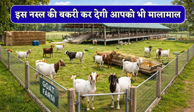 इस नस्ल की बकरी कर देगी आपको भी मालामाल, डॉक्टर ने बताई इसकी कई खूबियाँ