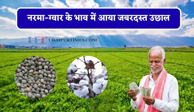 नरमा-ग्वार के भाव में आया जबरदस्त उछाल, देखें सभी मंडियों के नए रेट&nbsp;