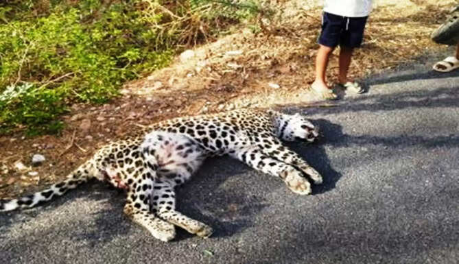 leopard