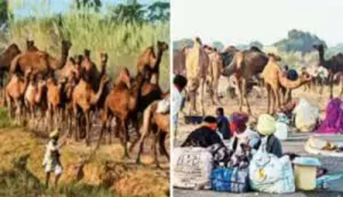 CAMEL OWNER