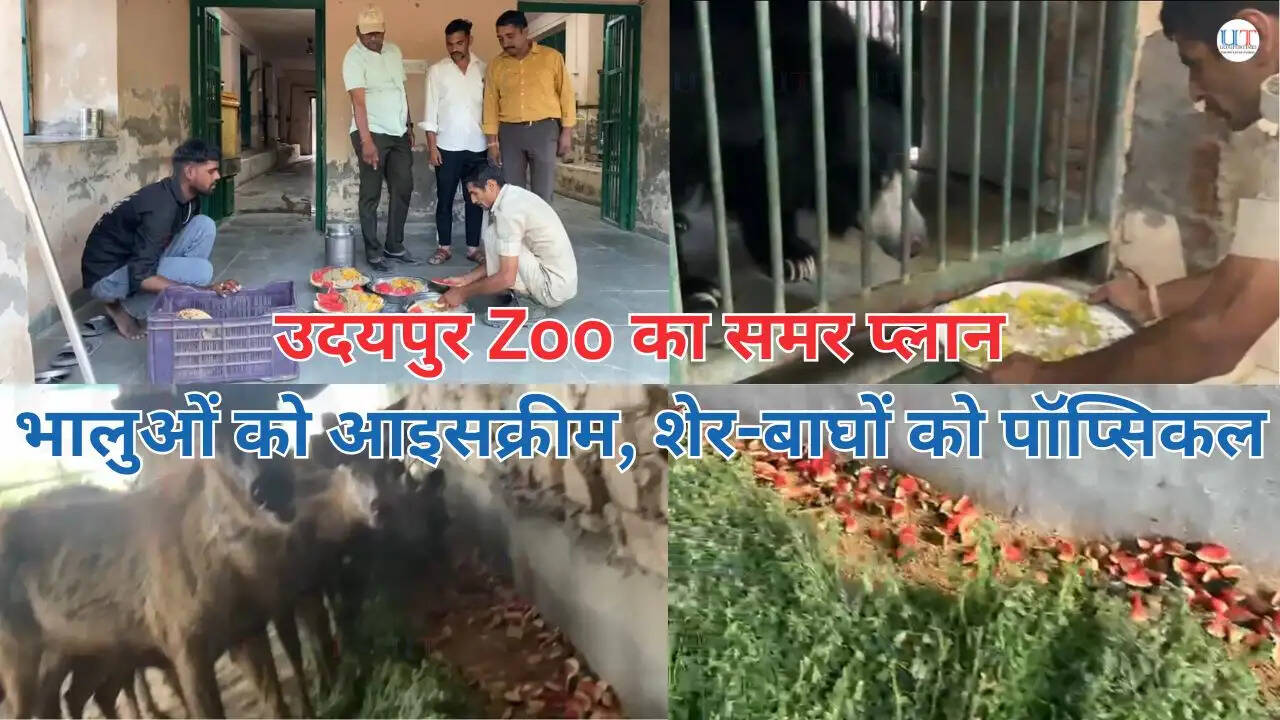 उदयपुर के सज्जनगढ़ बायोलॉजिकल पार्क में राजस्थान की गर्मी के दौरान भालुओं को फ्रूट आइसक्रीम और वन्यजीवों के लिए विशेष समर केयर | Bear eating fruit ice cream and wildlife receiving summer care at Sajjangarh Biological Park in Udaipur during Rajasthan heatwave