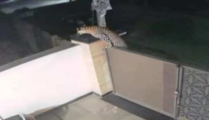 leopard