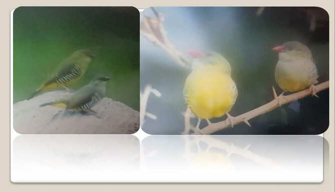 green munia
