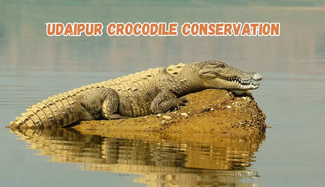 Baghdarra Crocodile