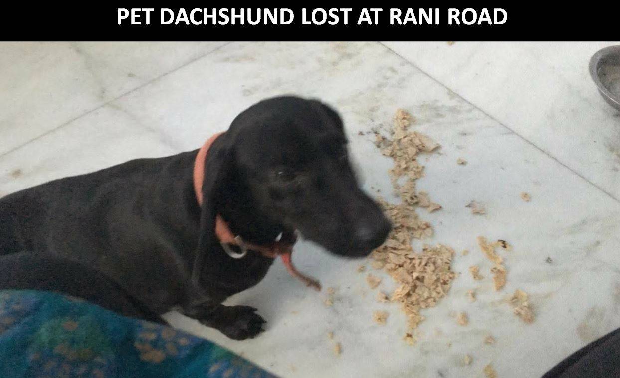 Lost and Found - Dog | Domestic Dachshund missing from Mahakaleshwar Udaipur