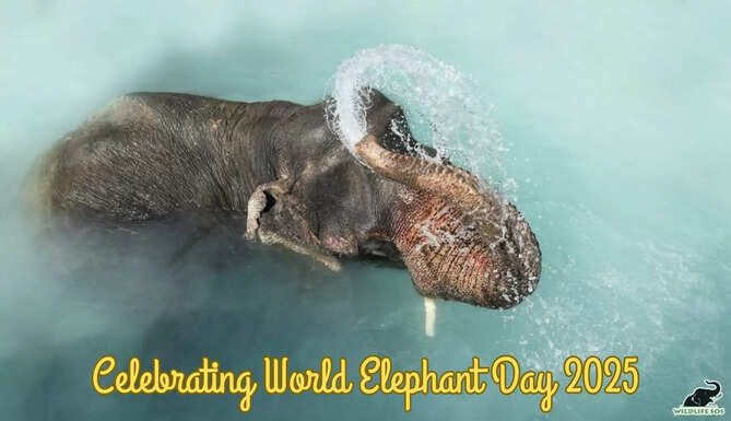 world elephant day
