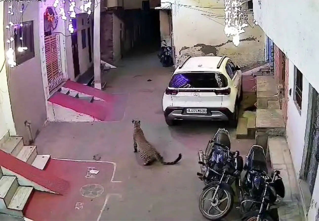 leopard attack on dog at rampura 