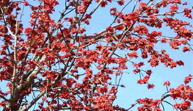 palash