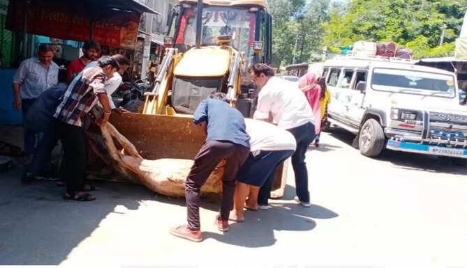 COW SUFFERING FROM LUMPI
