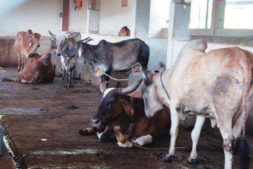Dairy seized in Keshav Nagar