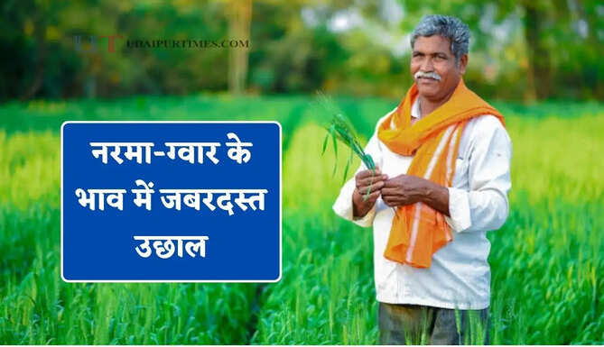 नरमा-ग्वार के भाव में जबरदस्त उछाल, देखें सभी मंडियों के नए रेट
