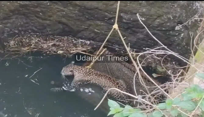 Forest Department rescuing a leopard from a deep open well in Salumber, Rajasthan