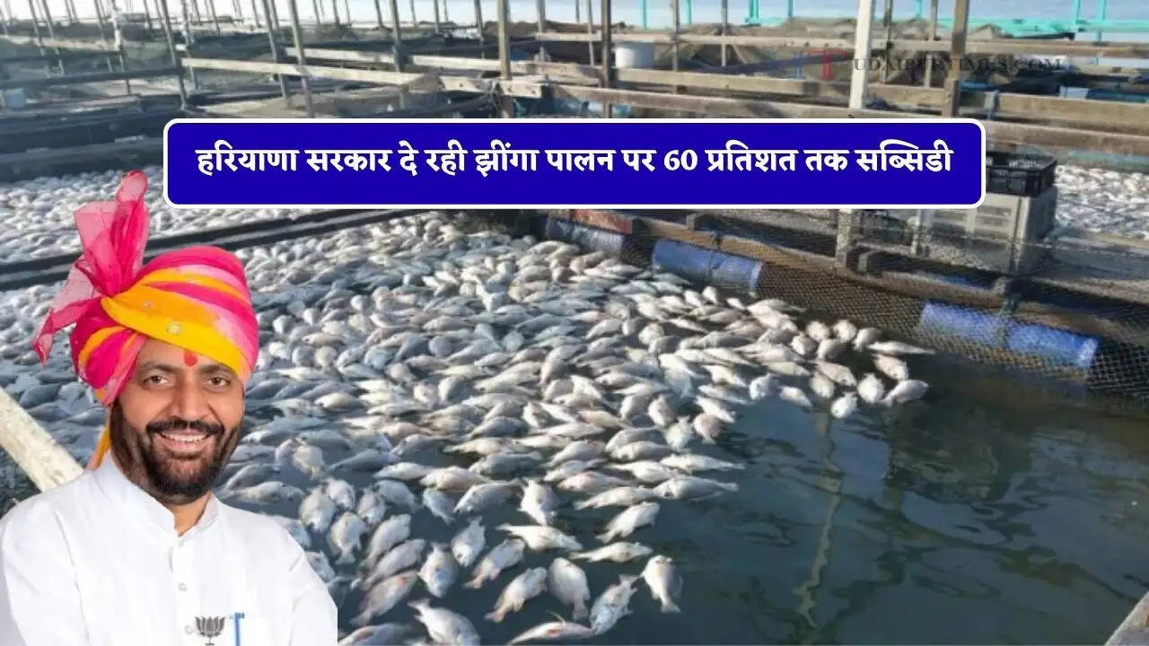 हरियाणा सरकार दे रही झींगा पालन पर 60 प्रतिशत तक सब्सिडी, ऐसे मिलेगा लाभ &nbsp;&nbsp;