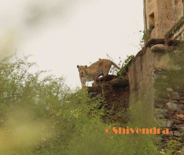 Panther sighted near residential area - Bedla Audhi, Udaipur