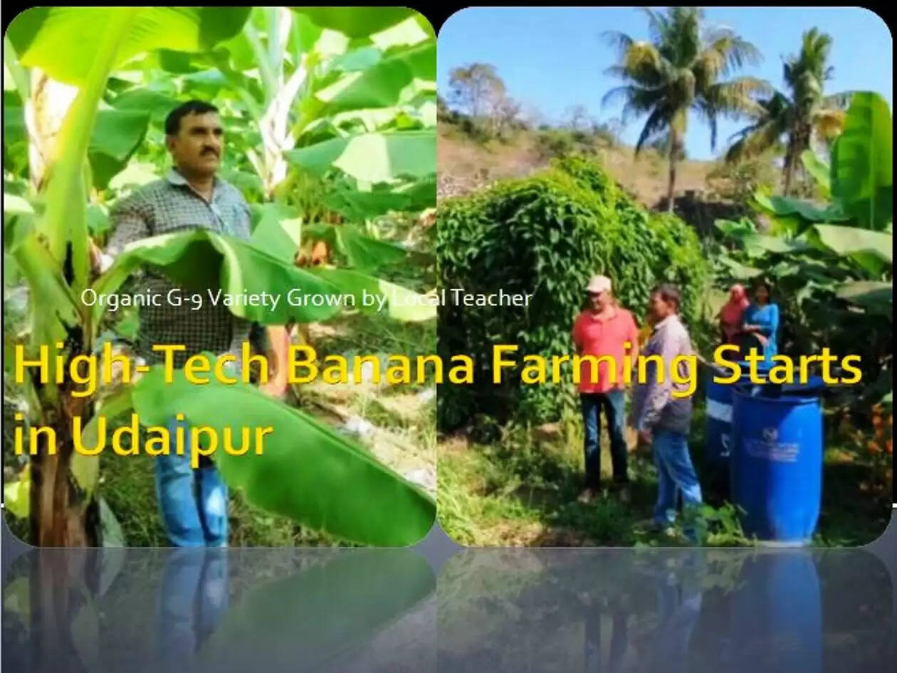 Organic High Tech Banana farming in udaipur