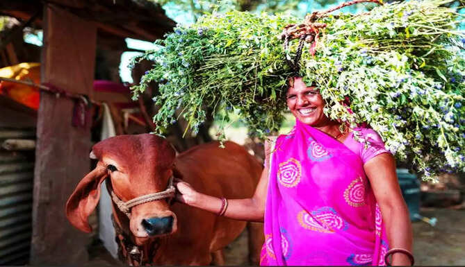 dairy farming hindustan zinc samadhan