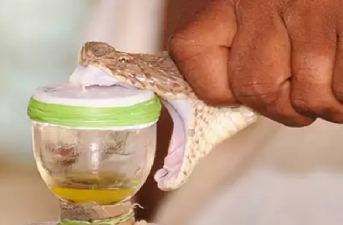 Anti-snake venom likely to be made soon