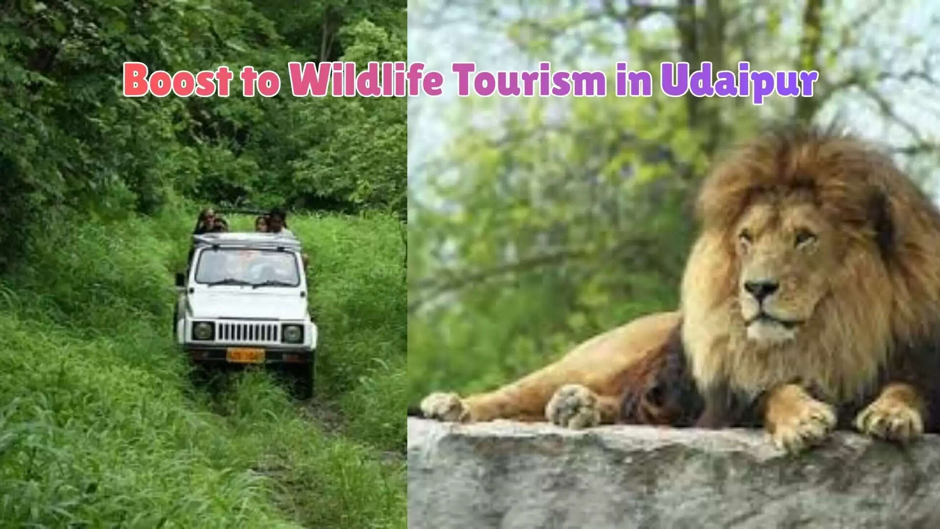 Lion safari