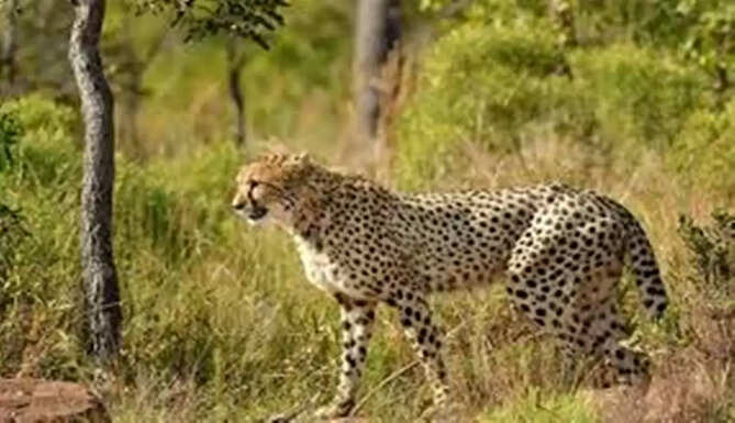 No bringing of cheetahs in rajasthan