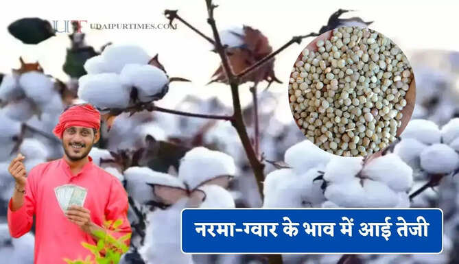 नरमा-ग्वार के भाव में आई तेजी, देखें सभी मंडियों के नए रेट&nbsp;