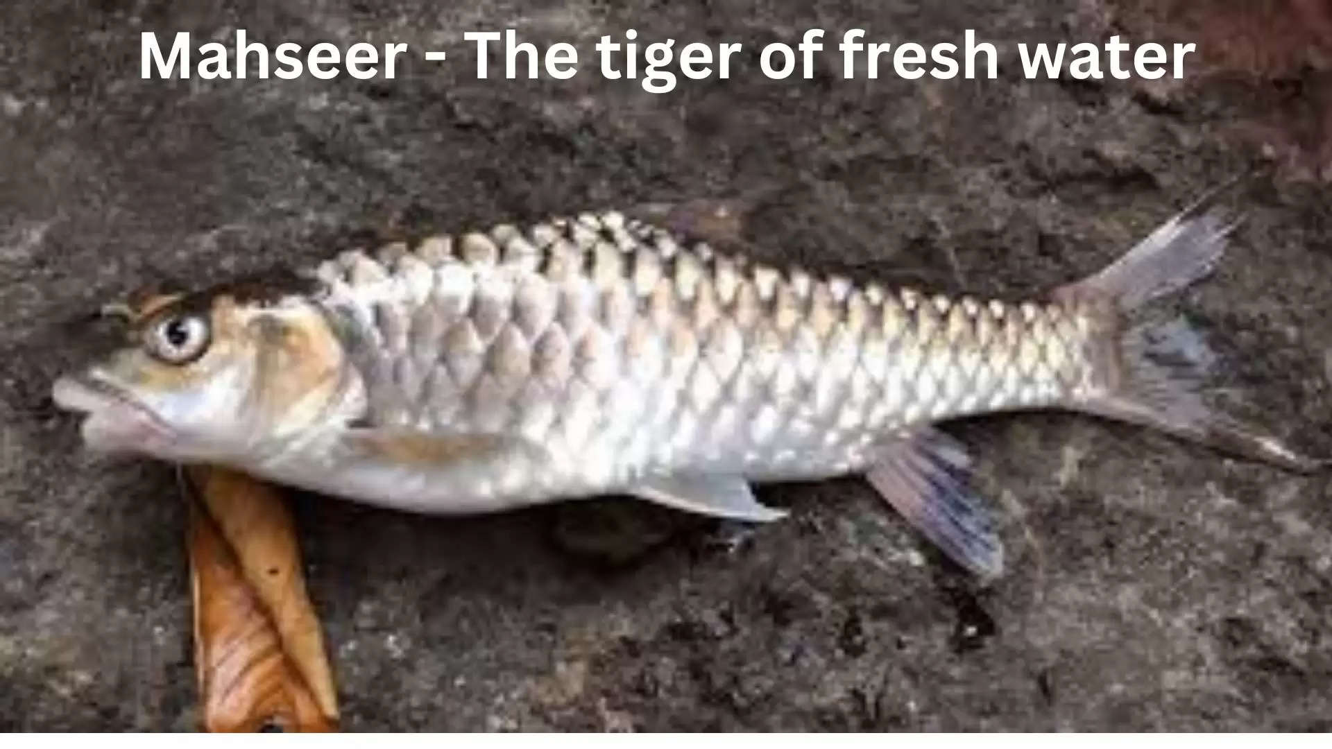 Mahseer