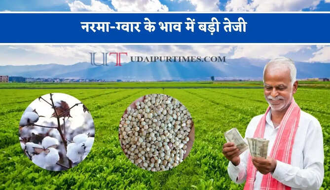 नरमा-ग्वार के भाव में बड़ी तेजी, देखें&nbsp;सिरसा&nbsp;मंडी के नए दाम