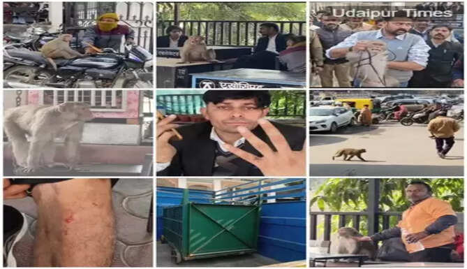 Monkey rescue operation after attack on lawyers at Udaipur court premises