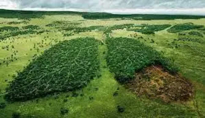 Green Lungs Forest