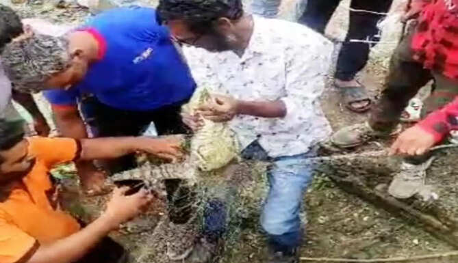 by crocodile rescue