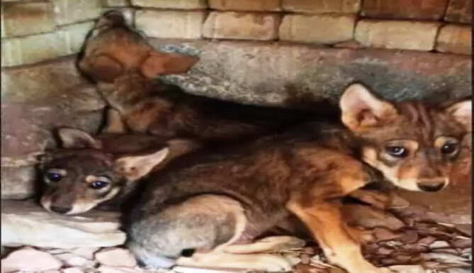 indian wolf