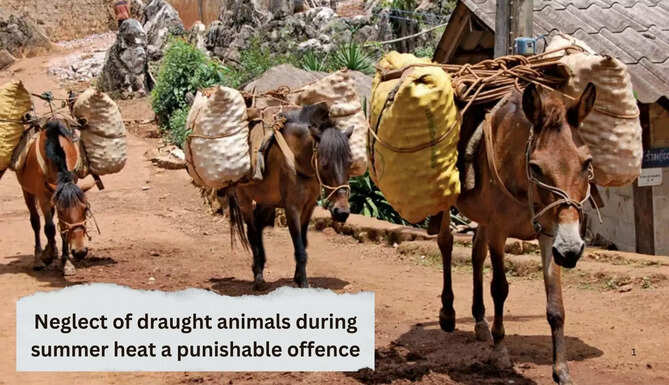 draught animals