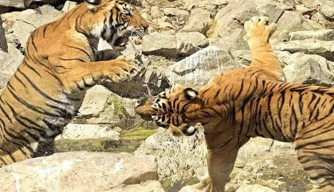 tigers fight