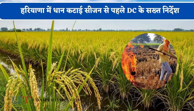 हरियाणा में धान कटाई सीजन से पहले DC के सख्त निर्देश, इन किसानों पर होगी FIR और लगेगा जुर्माना&nbsp;