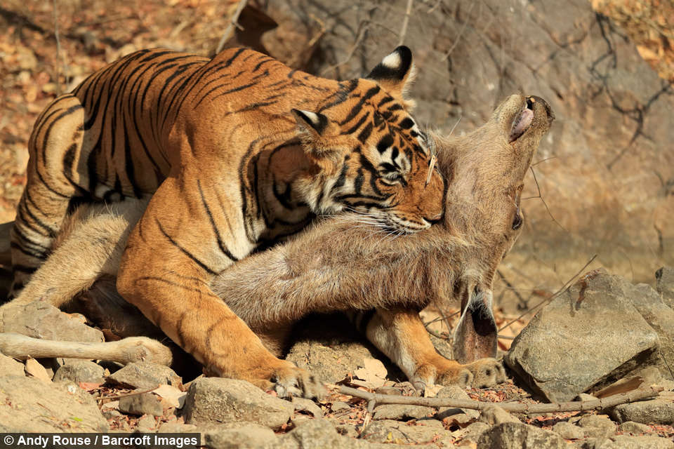 Do Tigers and Panthers drink blood? Origins of the False Notion | Dr Raza H Tehsin