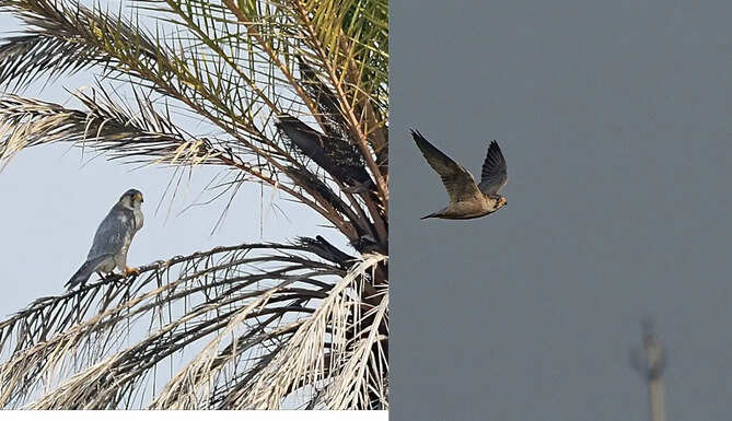 Shaheen Falcon