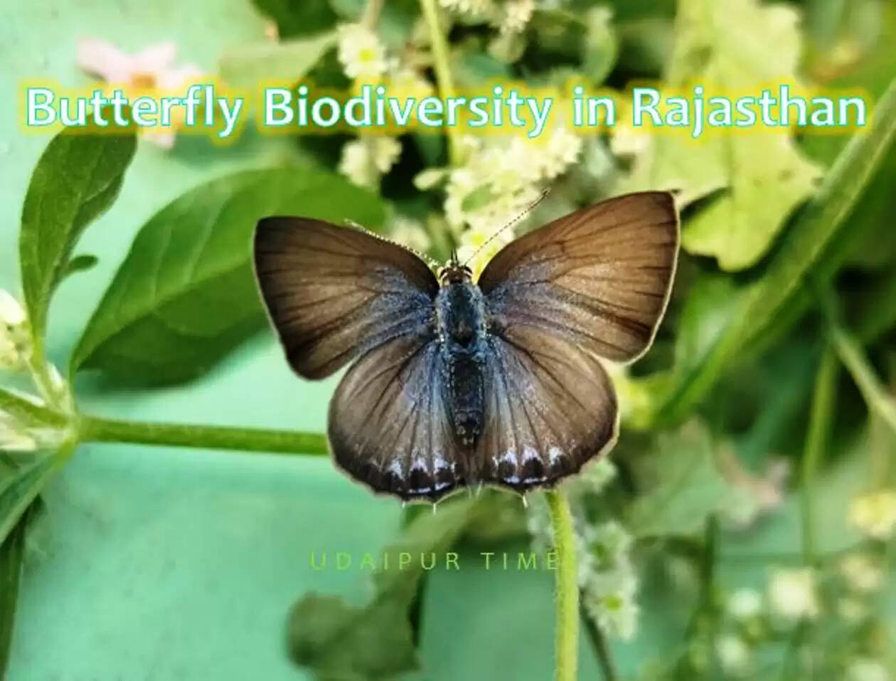 Butterfly Biddiversity in Rajsathan