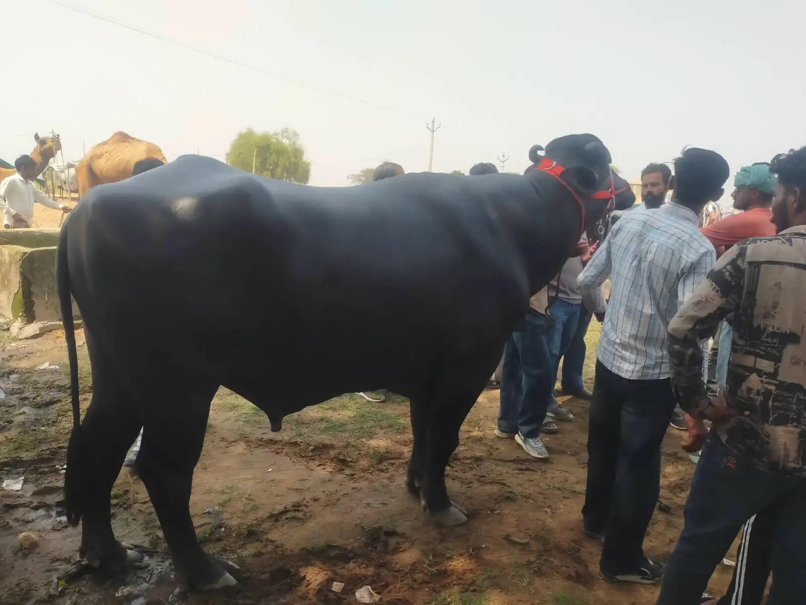 गोगामेड़ी पशु मेले में हरियाणा के नवाब झोटे ने हासिल किया पहला स्थान