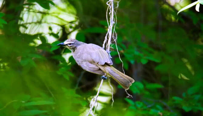 white bulbul