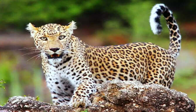 leopard safari