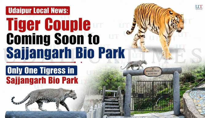 Udaipur Local News: Tiger Couple Coming Soon to Sajjangarh Bio Park&nbsp;