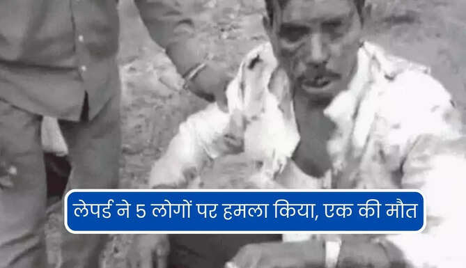 Leopard Attack In Udaipur