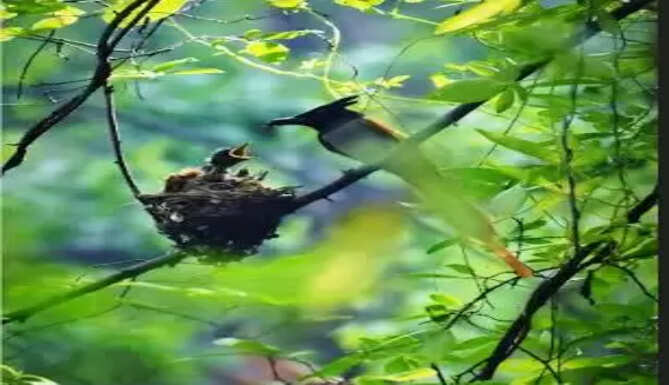 bird