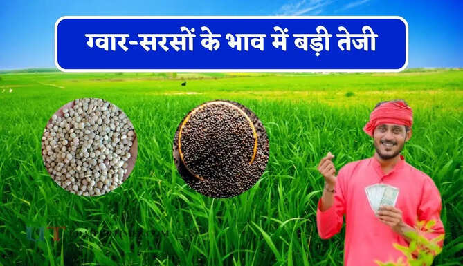  ग्वार-सरसों के भाव में बड़ी तेजी, देखें सभी मंडियों के नए रेट