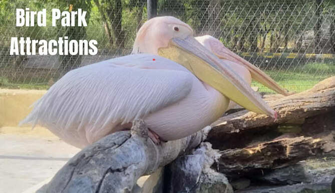 bird park