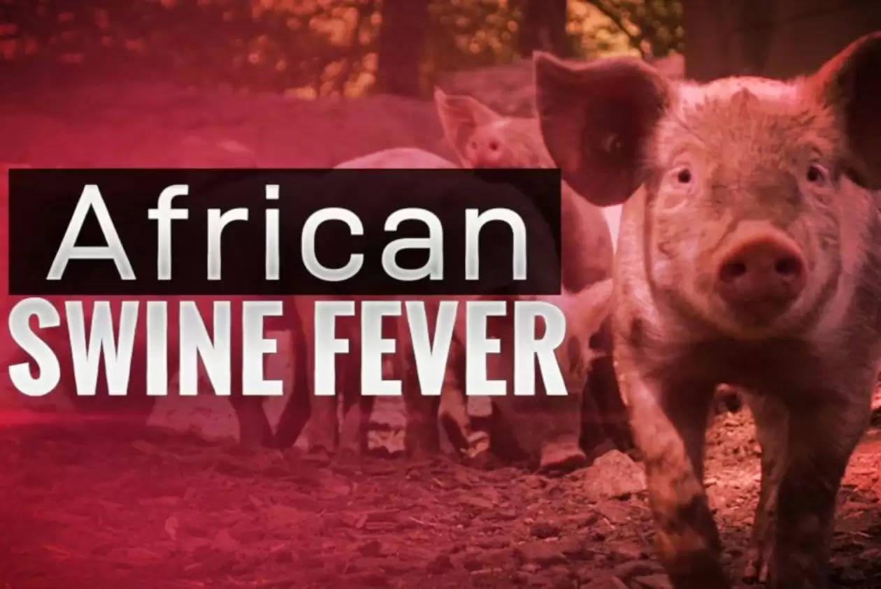 African Swine fever