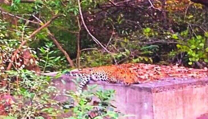 केवड़ा की नाल में नज़र आया पैंथर