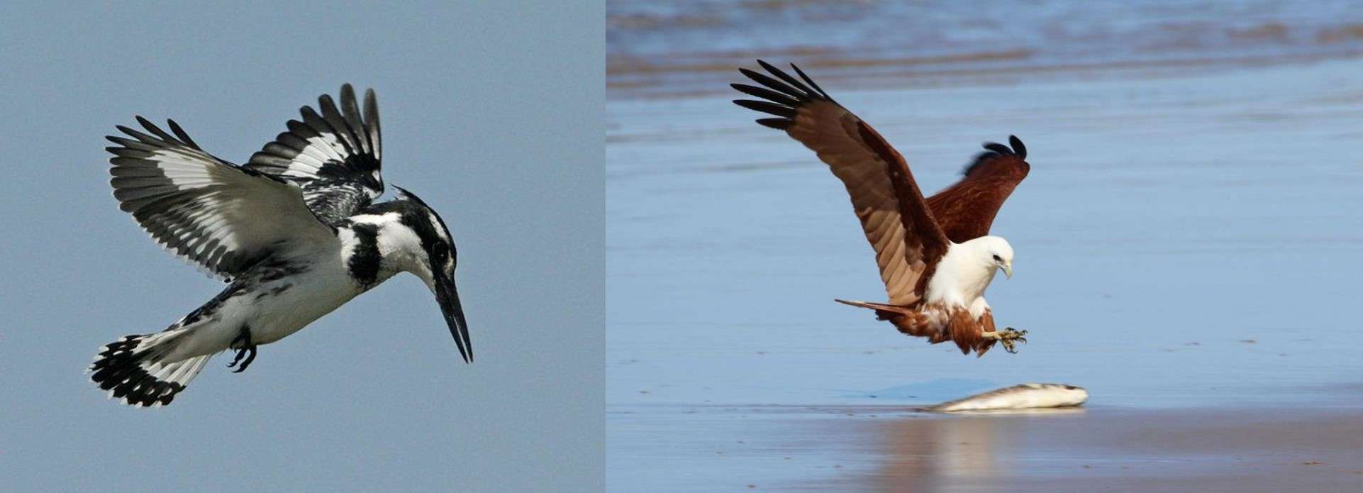 Lesser Pied Kingfisher and Brahminy Kite overcoming Refraction | By Dr. Raza H Tehsin
